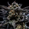 AUTO ZOMBIE KUSH · Ripper Seeds · graines de cannabis · AutoFem