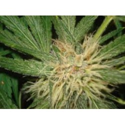 AMNESIAZ · Philosopher Seeds · semi di canapa · Fem