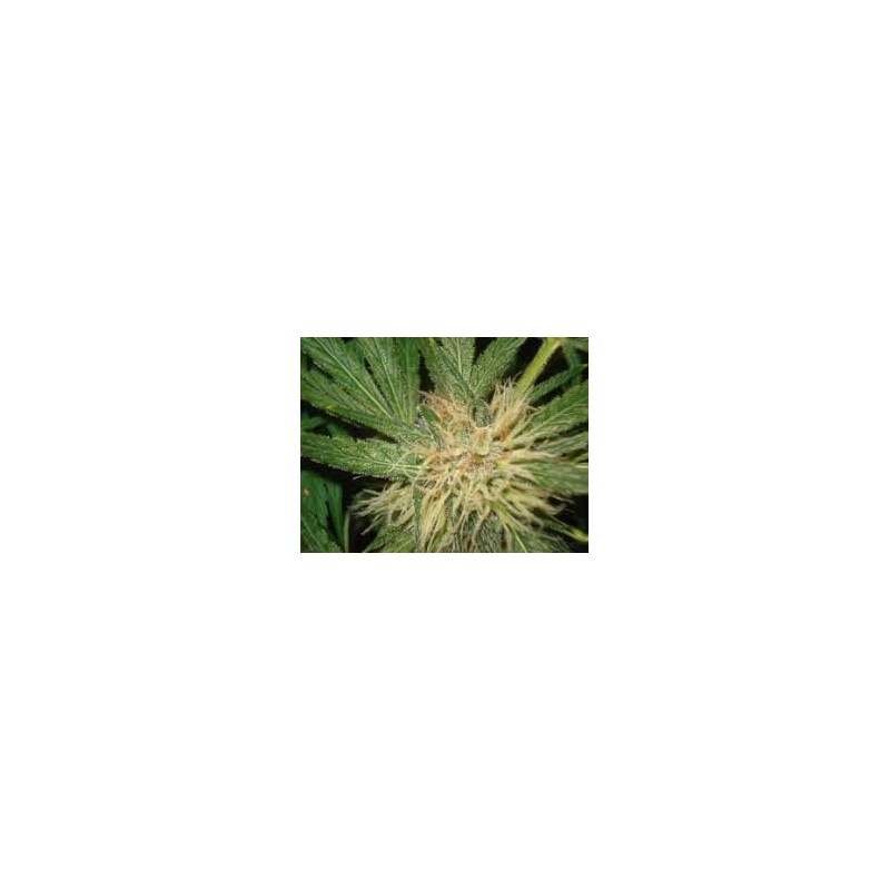AMNESIAZ · Philosopher Seeds · kaufen cannabis samen · Fem