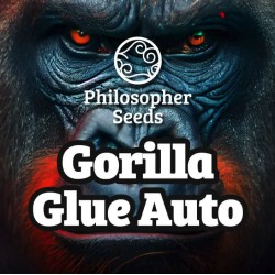 GORILLA GLUE AUTO · Philosopher Seeds · semi di canapa indiana · AutoFem
