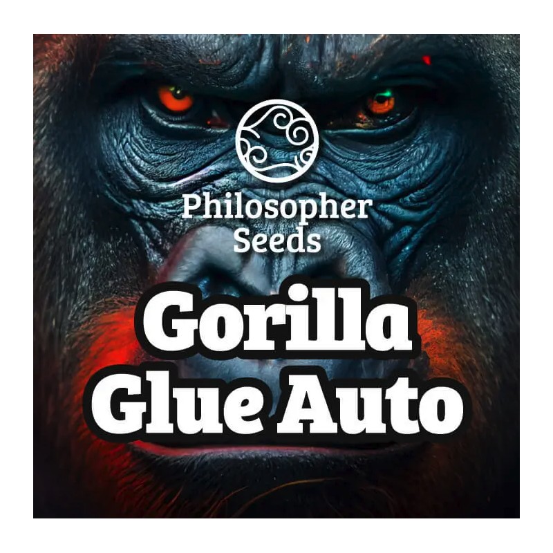 GORILLA GLUE AUTO · Philosopher Seeds · semillas de marihuana · AutoFem