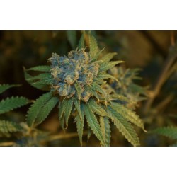 CHERRY PUNCH AUTO · Philosopher Seeds · semi di canapa indiana · AutoFem