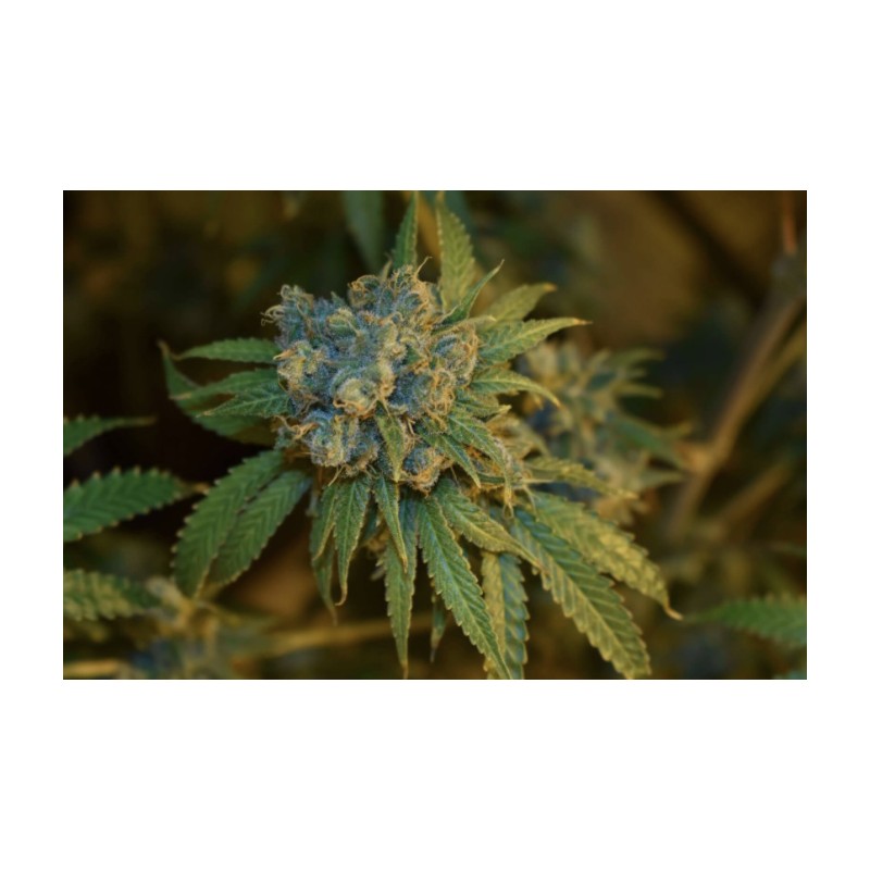 CHERRY PUNCH AUTO · Philosopher Seeds · kenevir tohum · Disi · AutoFem