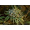 CHERRY PUNCH AUTO · Philosopher Seeds · kaufen cannabis samen · AutoFem