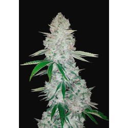 GORILLA GLUE AUTO ·...
