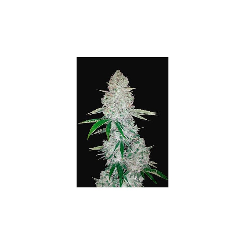 GORILLA GLUE AUTO · Philosopher Seeds · graines de cannabis · AutoFem
