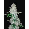 GORILLA GLUE AUTO · Philosopher Seeds · semi di canapa indiana · AutoFem