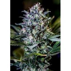 1:20 CBD · Positronics ·...