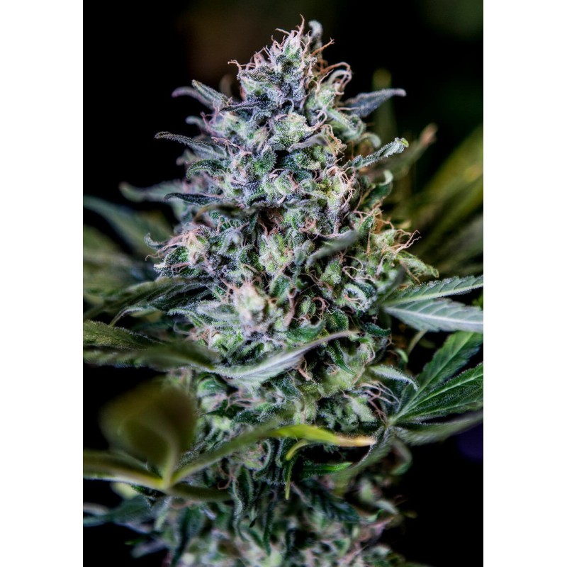 1:20 CBD · Positronics · cannabis seeds · Fem