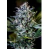 1:20 CBD · Positronics · semillas de marihuana · Fem