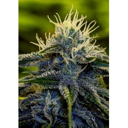 AFGHAN EXPRESS ·...