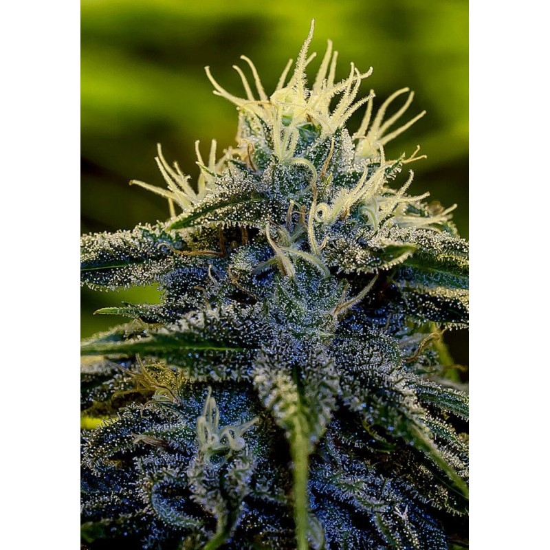 AFGHAN EXPRESS · Positronics · graines de cannabis · AutoFem