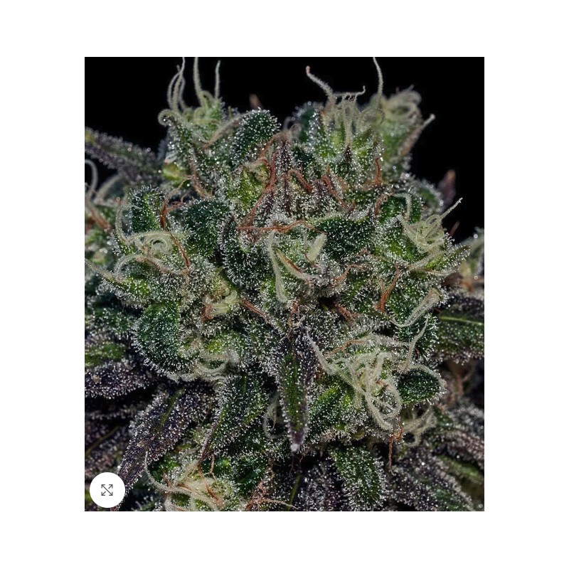 BLACK WIDOW · Positronics · graines de cannabis · Fem