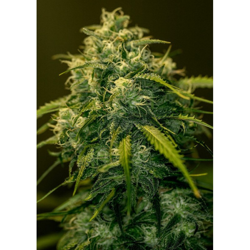 JACK DIESEL CBD · Positronics · graines de cannabis · Fem