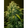 JACK DIESEL CBD · Positronics · sementes de maconha · Fem