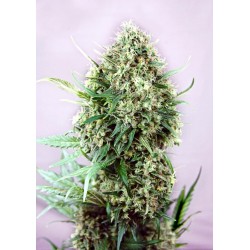JACK DIESEL · Positronics ·...