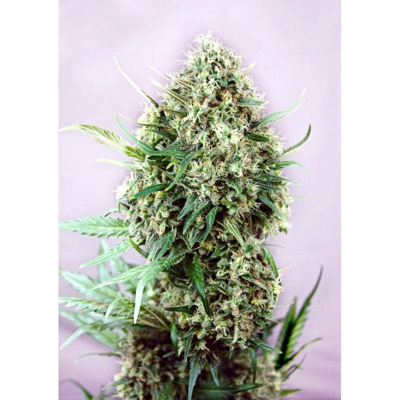 JACK DIESEL · Positronics · semi di canapa indiana · Fem