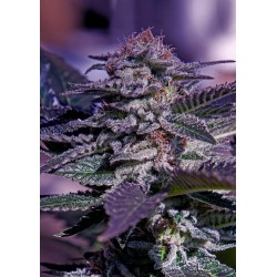 KUSH AUTO · Positronics ·...