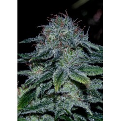 MYSTIC COOKIE ·...