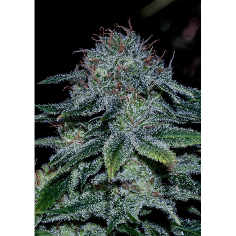 MYSTIC COOKIE ·  Positronics · sementes de maconha · Fem