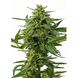 NORTHERN HAZE  AUTO ·...