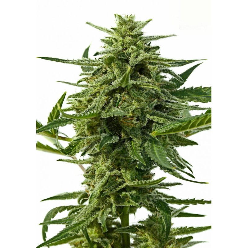 NORTHERN HAZE  AUTO · Positronics · graines de cannabis - AutoFem
