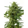 NORTHERN HAZE  AUTO · Positronics · graines de cannabis - AutoFem