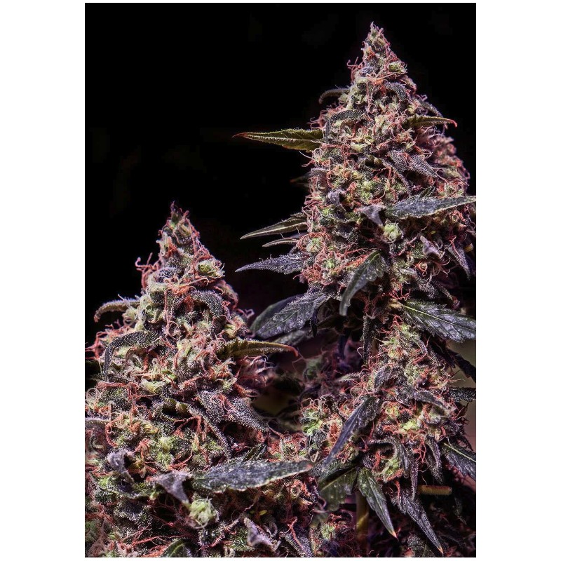 SOMANGO 47 · Positronics · sementes de maconha · Fem