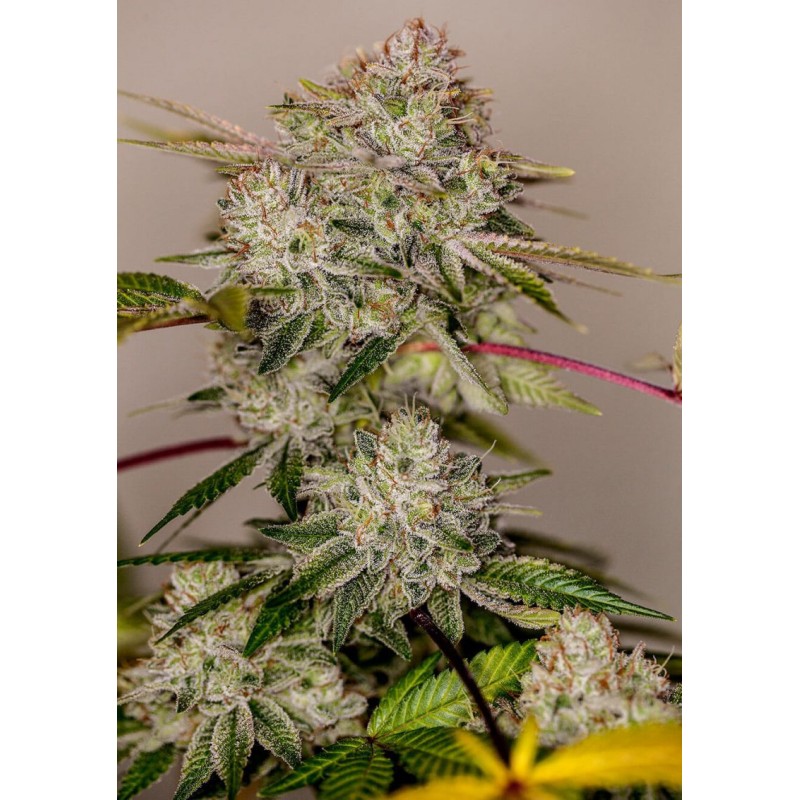 STICKY DREAM ·  Positronics · graines de cannabis · Fem