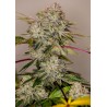 STICKY DREAM ·  Positronics · graines de cannabis · Fem