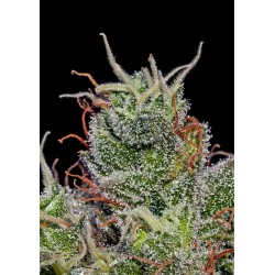 SUPERCHEESE EXPRESS AUTO ·...