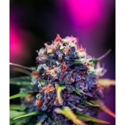 BLACK WIDOW CBD ·...