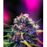 BLACK WIDOW CBD · Positronics · sementes de maconha · Fem