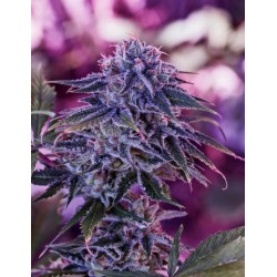 BLUE RHINO · Positronics ·...