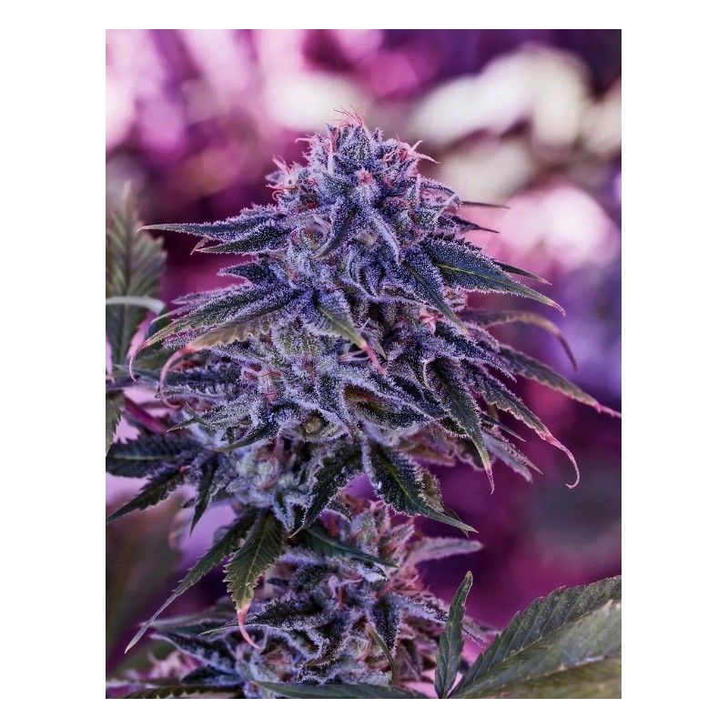 BLUE RHINO · Positronics · sementes de maconha · Fem