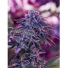 BLUE RHINO · Positronics · sementes de maconha · Fem