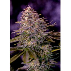 AMERICAN PURPLE ·...