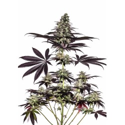 CBD CARAMELICE AUTO ·...