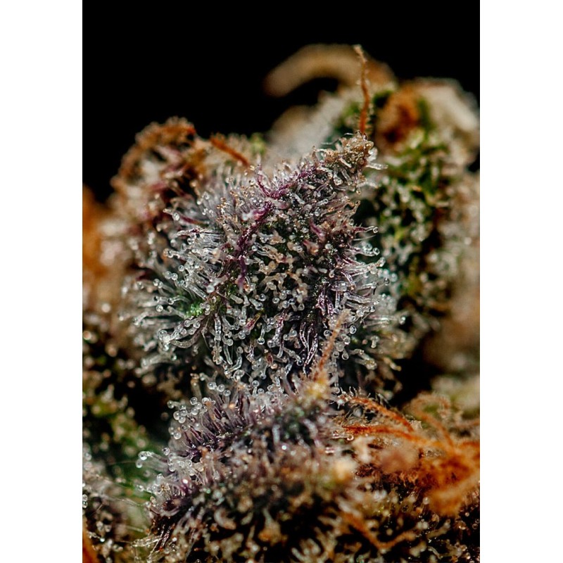 CHIZPA · Positronics · cannabis seeds · Fem