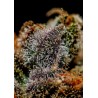 CHIZPA · Positronics · semillas de marihuana · Fem