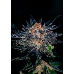GELATO 47 · Positronics ·...