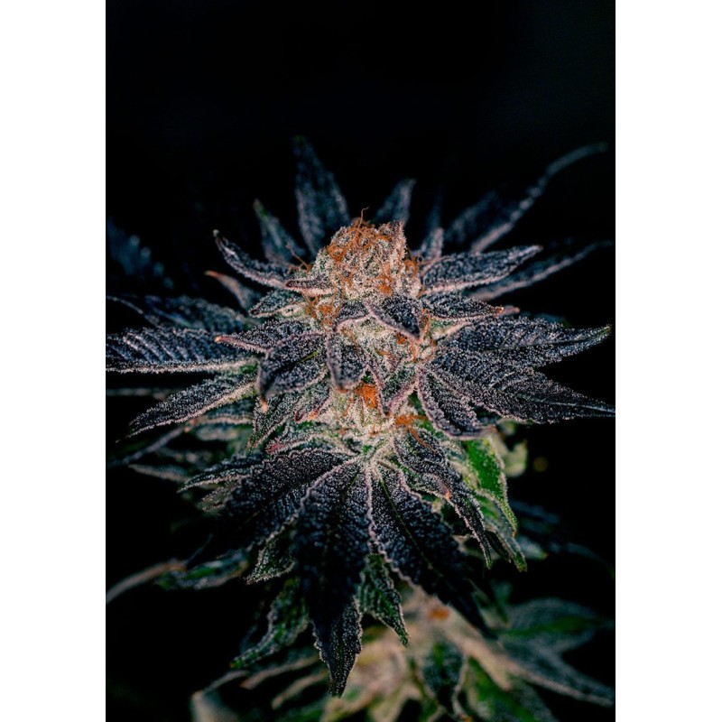 GELATO 47 · Positronics · graines de cannabis · Fem