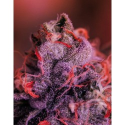 GORDO MASTER KUSH ·...