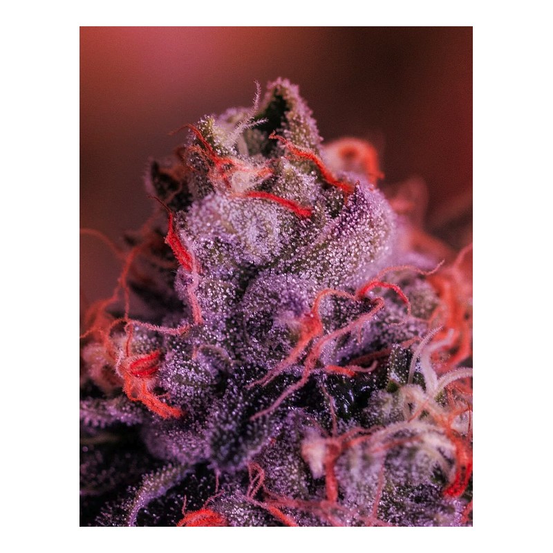 GORDO MASTER KUSH · Positronics · graines de cannabis · Fem