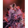 GORDO MASTER KUSH · Positronics · graines de cannabis · Fem