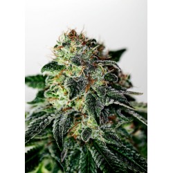 MYSTIC COOKIE AUTO ·...