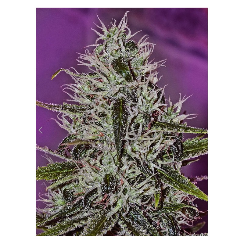 ONE LOVE HAZE · Positronics · sementes de maconha · Fem