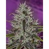 ONE LOVE HAZE · Positronics · sementes de maconha · Fem