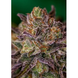 PURPLE CHERRY · Positronics...