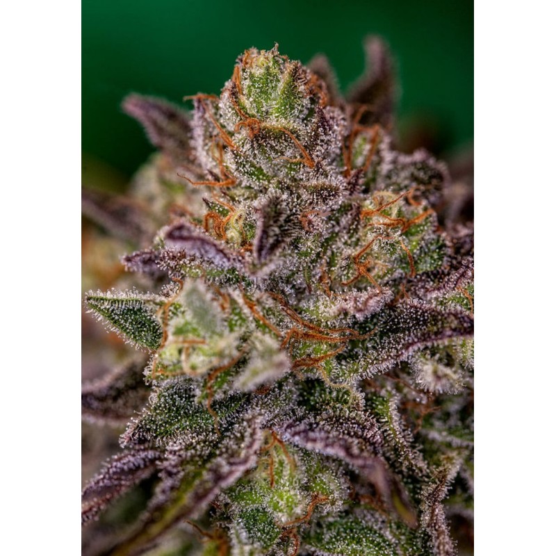 PURPLE CHERRY · Positronics · sementes de maconha · Fem